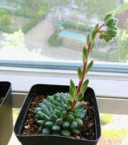 多肉植物花剑要剪掉吗 多肉植物花剑是否需要修剪？