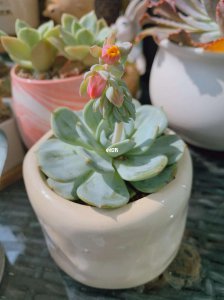 多肉冬天会长花剑吗 多肉植物冬季开花吗？