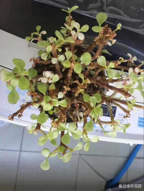 怎么让金枝玉叶的叶子变色