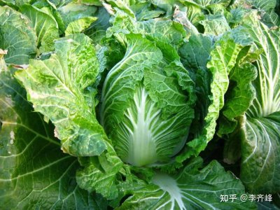 如何让大白菜快速长芯 大白菜怎样促进快速生长？