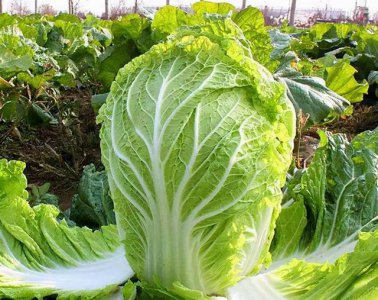 大白菜包心结实增产措施 增产措施助力大白菜包心结实