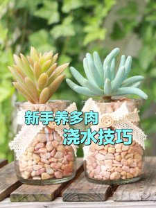 新手养多肉的方法和技巧 养多肉植物的新手指南