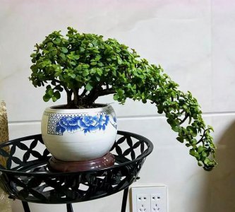 金枝玉叶用什么水浇好 金枝玉叶适合用何种水浇灌