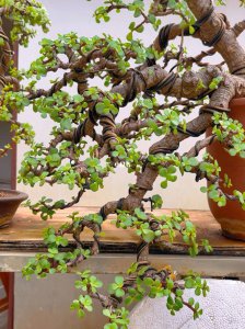 盆栽金枝玉叶开花吗 盆栽植物是否能开花？