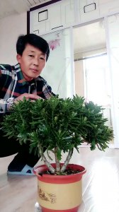 怎么样能把长寿花养成老桩 如何培养长寿花成为老木头