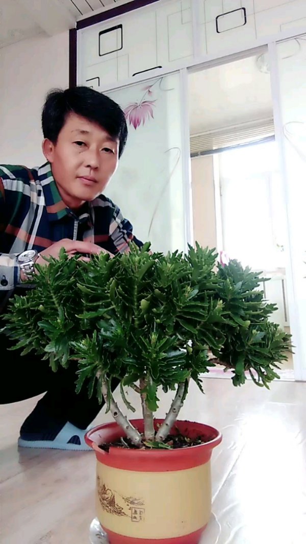 怎么样能把长寿花养成老桩