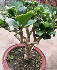 长寿花老桩可以剪秃吗 长寿花老树能修剪光秃吗？