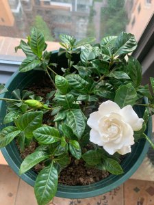 盆栽栀子花不长花苞怎么回事 盆栽栀子花为何不开花？