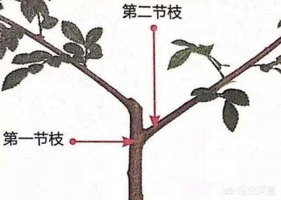 盆景枝干如何快速增粗 怎样快速增粗盆景的树干