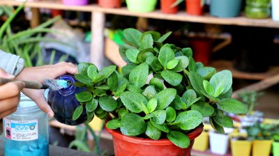 长寿花花谢了施什么肥更好 长寿花凋谢时施用何种肥料效果更佳？
