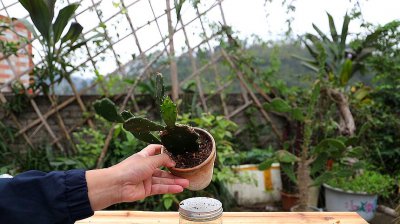 仙人掌换土后如何养护 仙人掌换土后的养护技巧