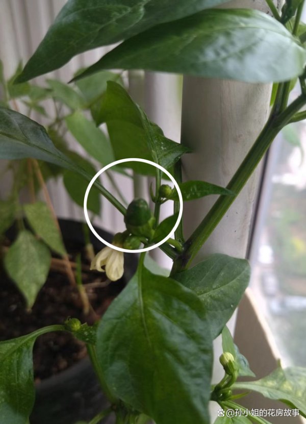 盆栽辣椒只开花不结果什么原因