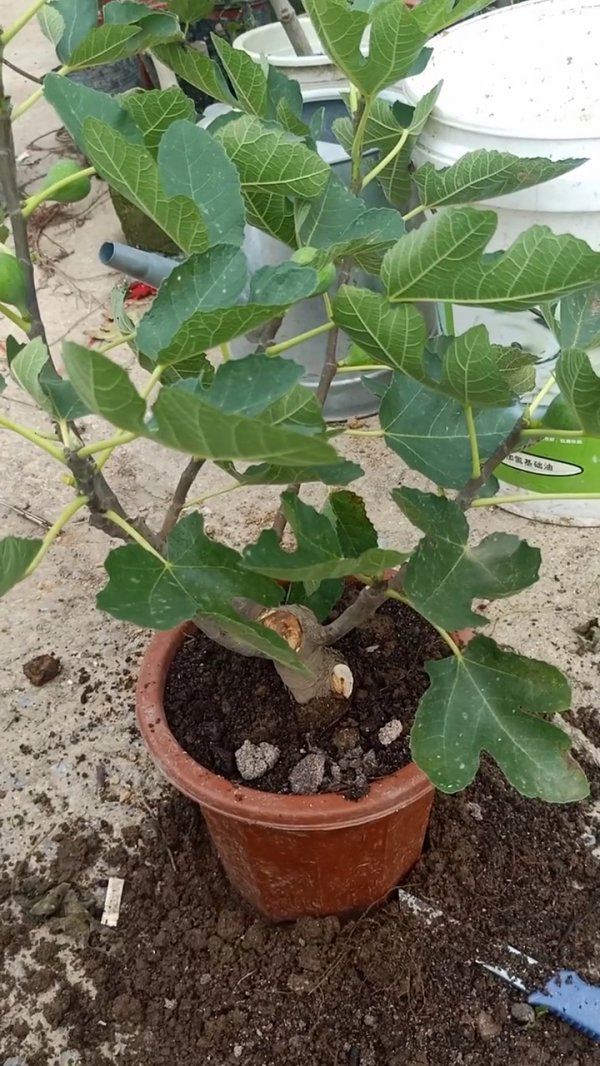无花果盆栽多久浇一次水