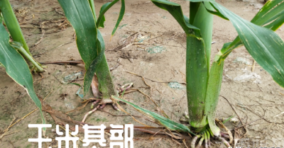 芸苔素喷玉米真的能增产吗