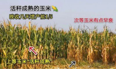 玉米是栽稀一点还是密一点好