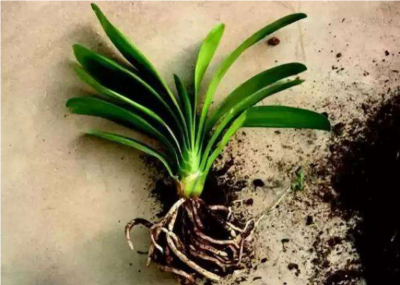 盆栽植物为什么要换土 盆栽植物为何需要更换土壤？
