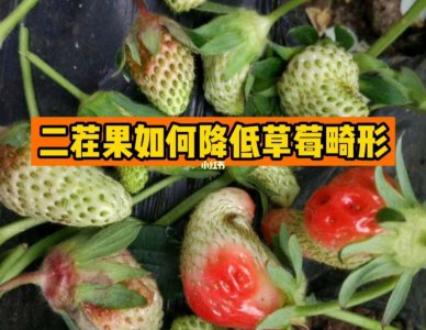 怎样预防草莓畸形果的发生 预防草莓变形果的方法