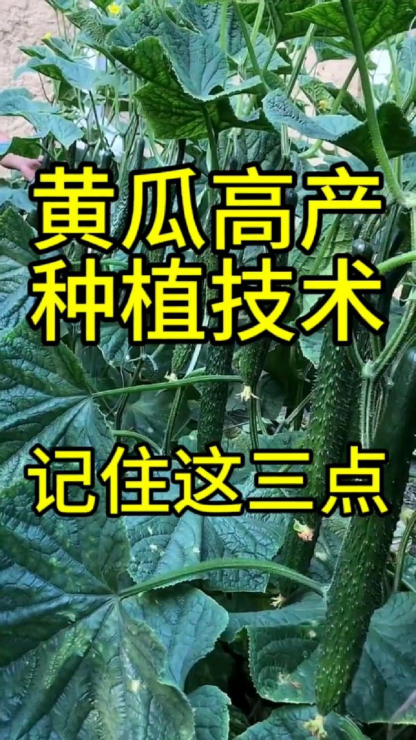 黄瓜什么时间栽种最好产量高
