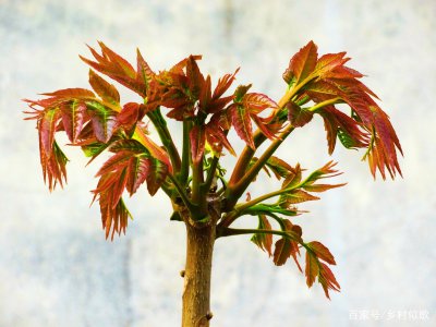 香椿树种在院子里好不好 院子里适合种植香椿树吗？