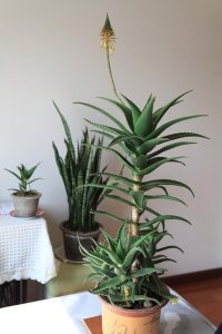 什么花盆栽好养不易死 哪种花盆栽容易养活难以枯萎