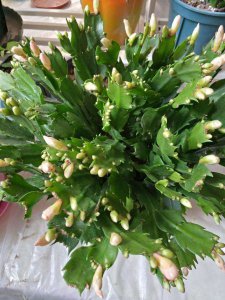 蟹爪兰花蕾期施什么肥 蟹爪兰花蕾期应施哪种肥料？