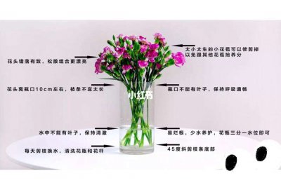 盆栽康乃馨怎么才能养得更好 如何更好地养护盆栽康乃馨？
