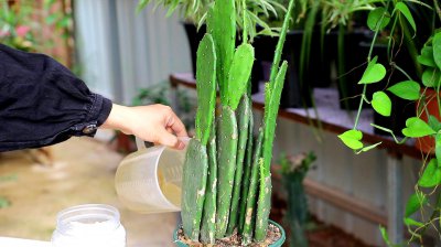 仙人掌怎么养长得快长得粗 如何快速培育仙人掌长大粗壮？