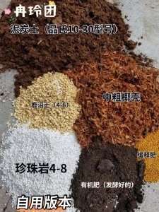 金枝玉叶营养土怎么配 金枝玉叶如何搭配营养土