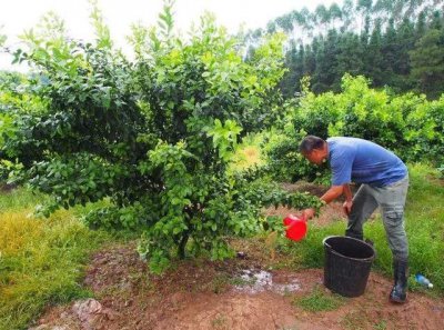 柑橘树什么时候追壮果肥 柑橘树何时施肥结果更好