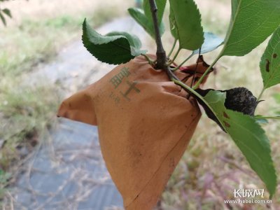 苹果树套袋后施什么化肥好 套袋苹果树后应该施什么肥料？