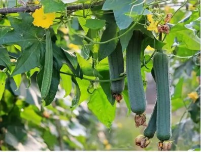 夏天可以种什么农作物和蔬菜 夏季适合种植哪些作物和蔬菜？