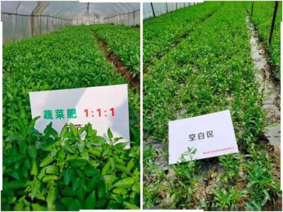 种菜用农家肥好还是化肥好 用农家肥还是化肥更适合种菜？