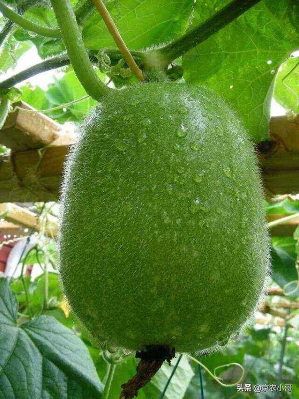 冬瓜侧枝要不要打掉