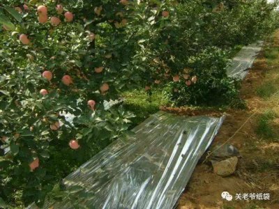 促进果树果实着色的方法 果树果实着色促进技巧