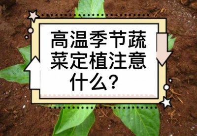 高温对蔬菜哪些地方有影响 高温如何影响蔬菜生长？