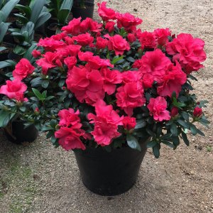 如何养好杜鹃花盆栽开花不断 养护技巧杜鹃花盆栽持续开花指南