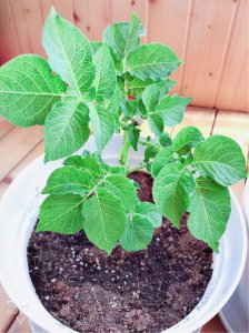 发芽的土豆怎么种植出盆栽 怎样种植发芽土豆成为盆栽