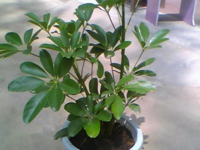 怎样养好夏季盆栽花卉 夏季盆栽花卉养护技巧