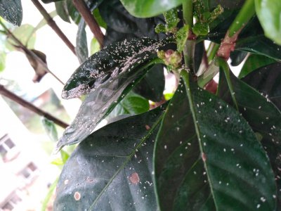 栀子花上的小黑虫怎么去除 如何清除栀子花上的小黑虫