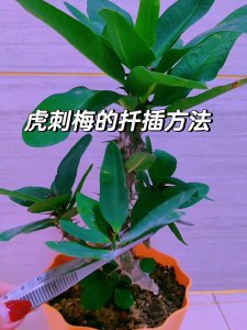 梅花怎么种植方法和注意事项 梅花栽培技巧及注意事项
