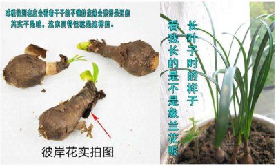 彼岸花的种植方法和注意事项 彼岸花种植技巧及注意事项