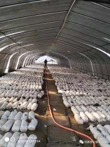 玉米芯种植平菇技术全过程资料 种植平菇的全过程技术指南