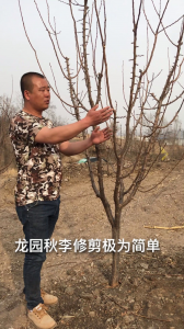 李子树冬季修剪的最佳时间 最佳时机李子树冬季修剪