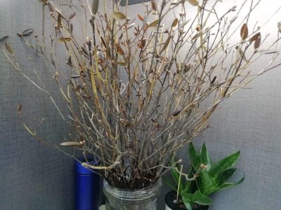 干杜鹃花枝怎么水培 杜鹃花枝水培方法分享