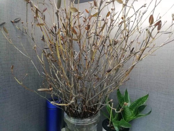 干杜鹃花枝怎么水培