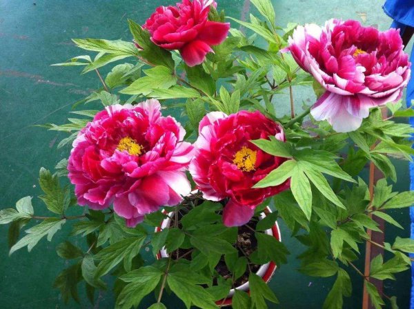 牡丹花的种植方法及养护办法