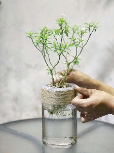 风车茉莉能水培吗 风车茉莉适合水培吗？