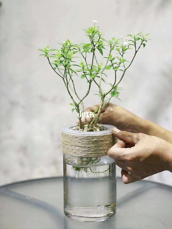 风车茉莉能水培吗