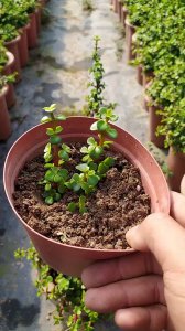 多肉金枝玉叶用什么土扦插好 多肉植物适合用什么土壤扦插生长？