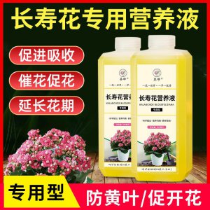长寿花施什么肥粗壮叶子肥 用什么肥料可以让长寿花叶子更加茂盛？